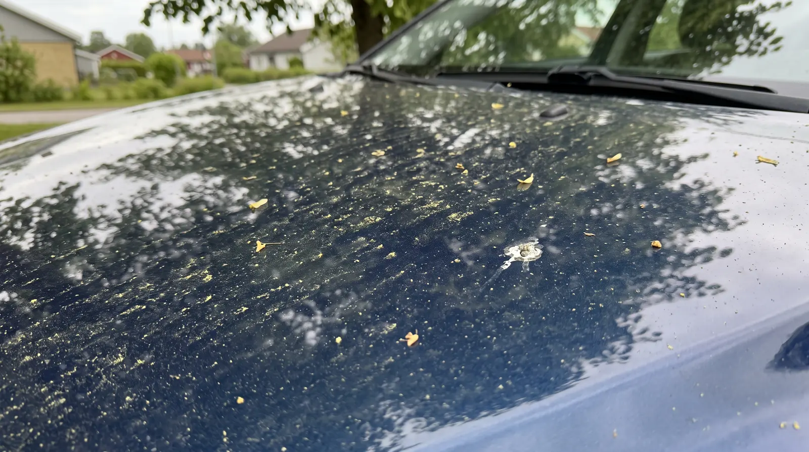 Pollen, frön och fågelspillning på motorhuven på en mörkblå bil under en lind